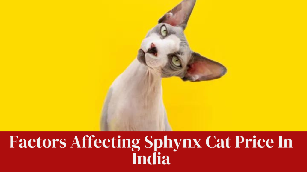 Factors Affecting Sphynx Cat Price In India
