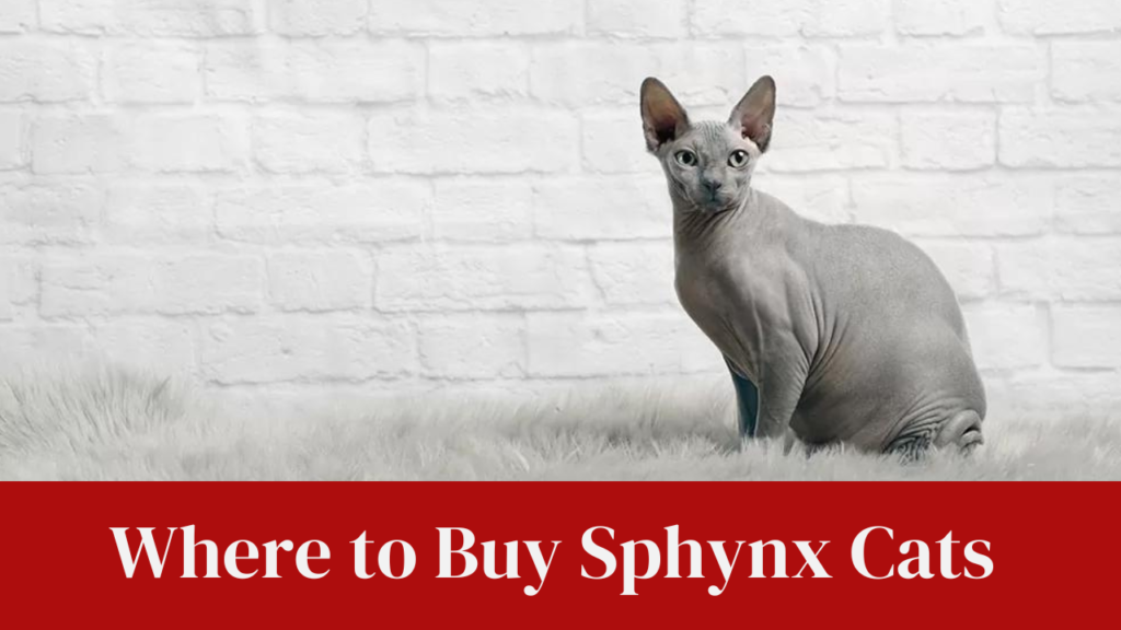 Where to Buy Sphynx Cats in India