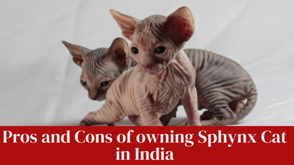 Pros and Cons of owning Sphynx Cat in India