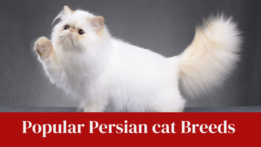 Popular Persian cat Breeds