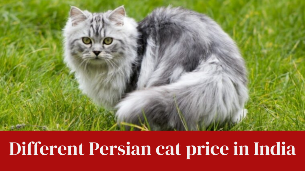 Different Persian cat price in India