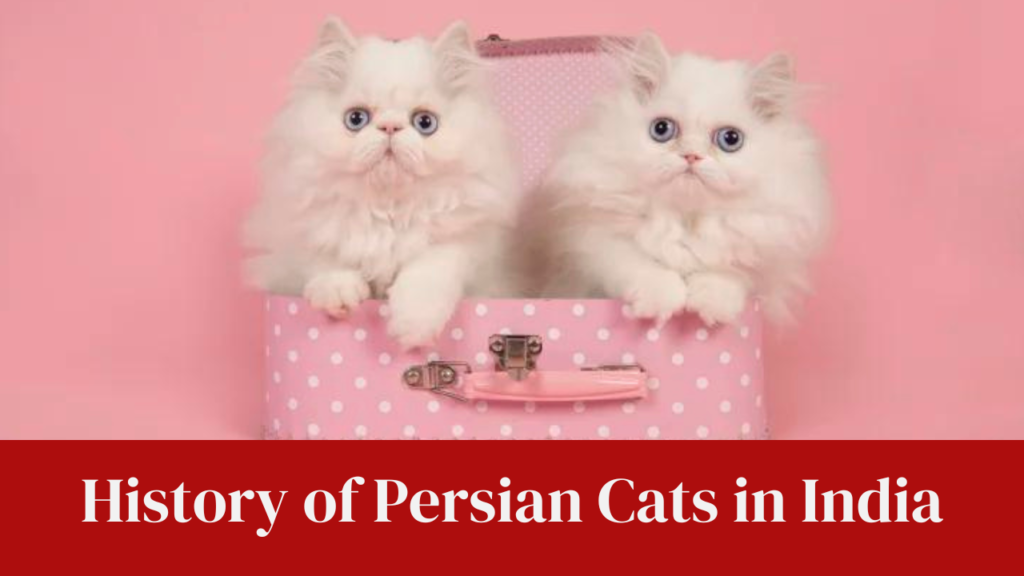 History of Persian Cats in India