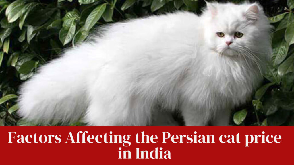 Factors Affecting the Persian cat price in India