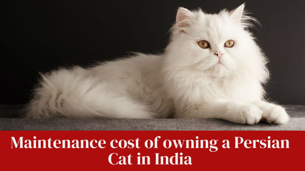 Maintenance cost of owning a Persian Cat in India