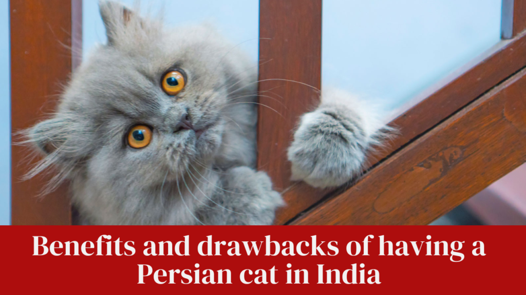 Benefits and drawbacks of having a Persian cat in India