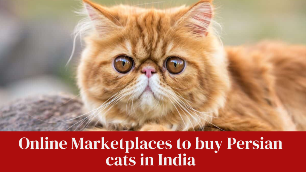 Online Marketplaces to buy Persian cats in India