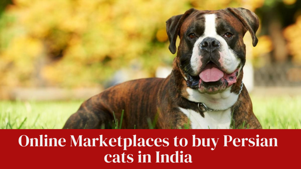 Types of Boxer Dog with their average price in India