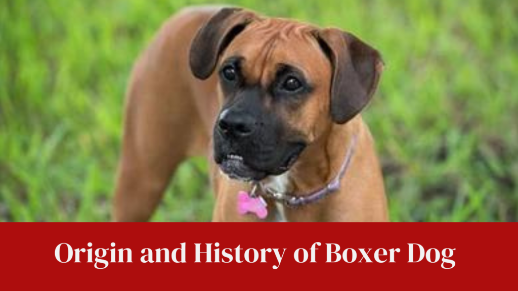 Origin and History of Boxer Dog