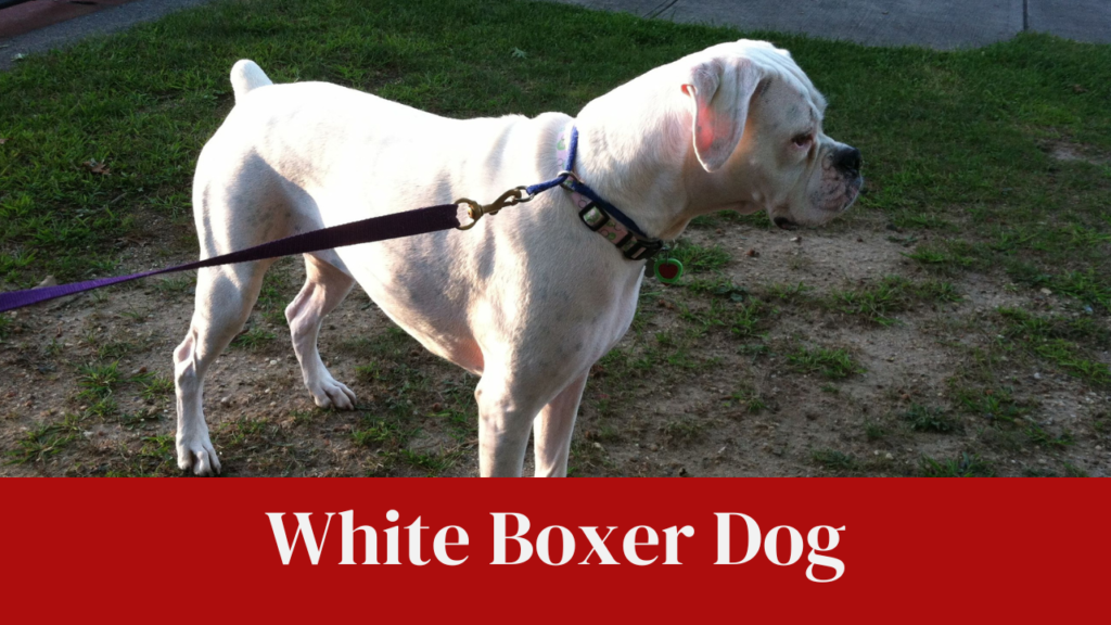 White Boxer Dog