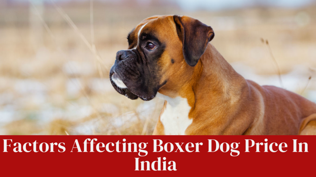 Factors Affecting Boxer Dog Price In India