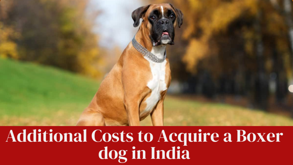 Additional Costs to Acquire a Boxer dog in India