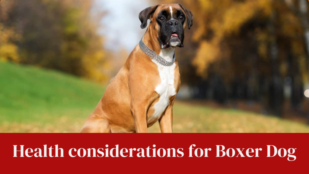 Health considerations for Boxer Dog