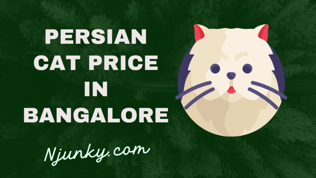 Persian Cat Price In Bangalore