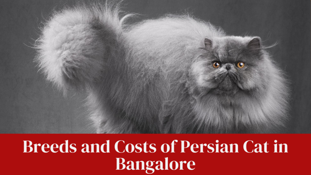 Breeds and Costs of Persian Cat in Bangalore