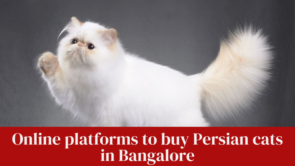 Online platforms to buy Persian cats in Bangalore