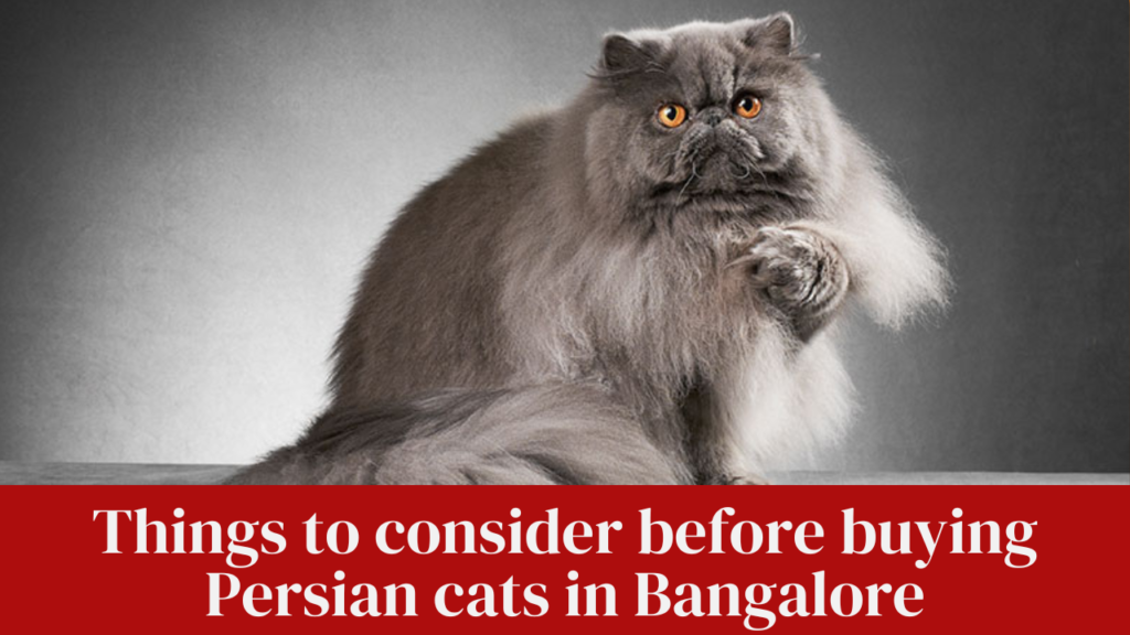 Things to consider before buying Persian cats in Bangalore