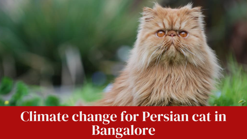 Climate change for Persian cat in Bangalore