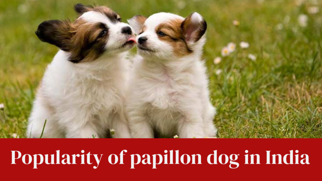 Popularity of papillon dog in India