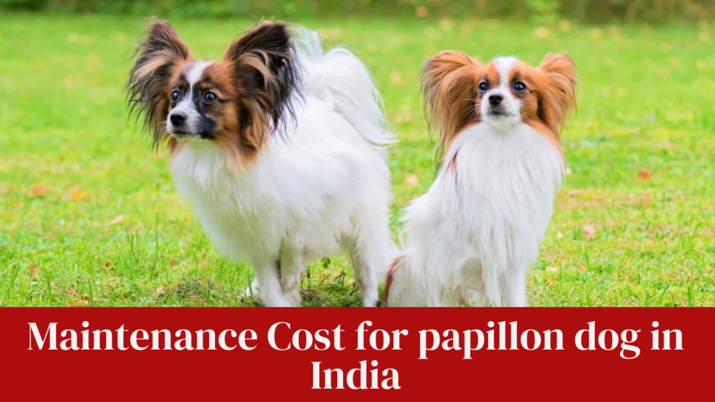 Maintenance Cost for papillon dog in India