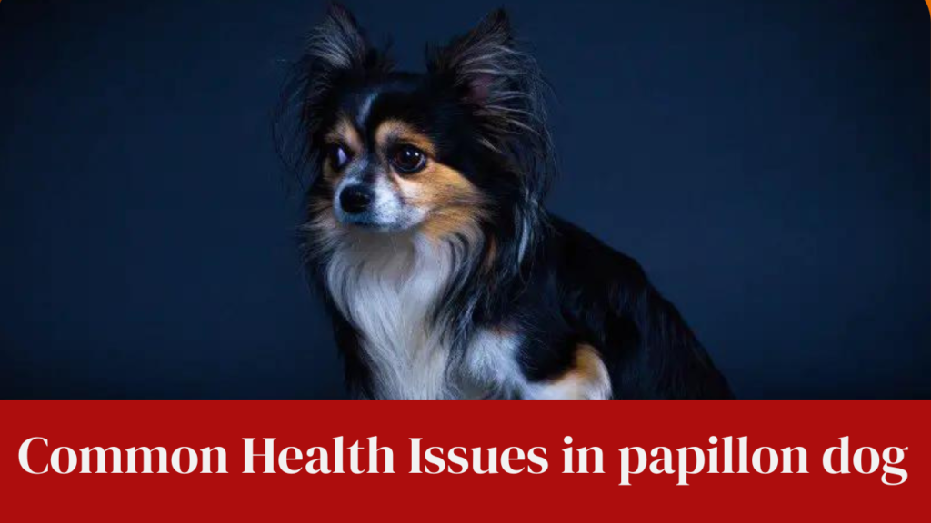 Common Health Issues in papillon dog