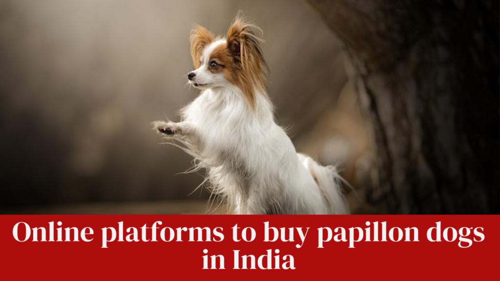 Online platforms to buy papillon dogs in India
