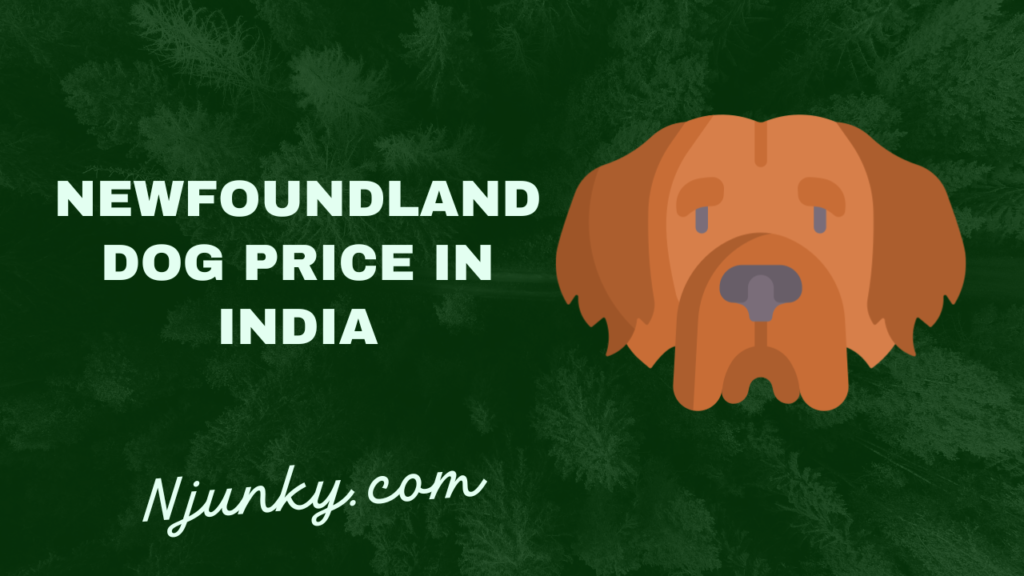 Newfoundland Dog Price In India