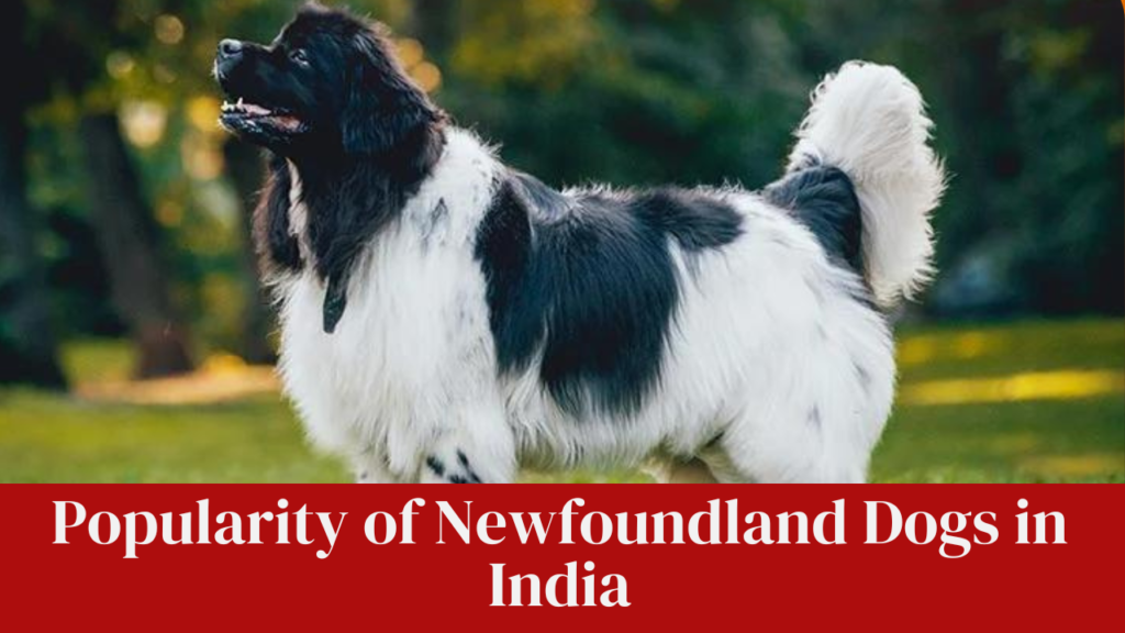 Popularity of Newfoundland Dogs in India