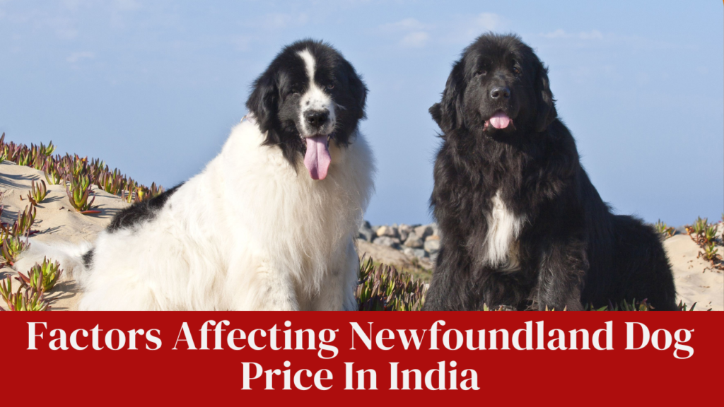Factors Affecting Newfoundland Dog Price In India