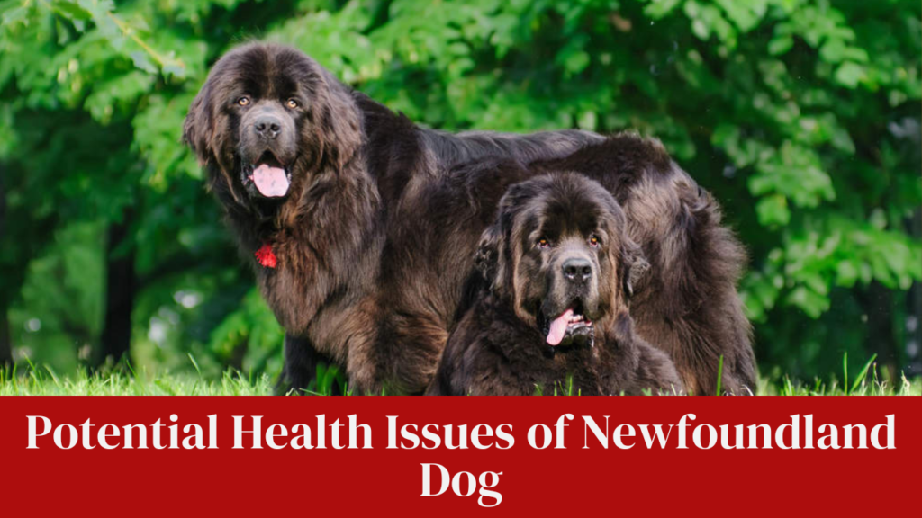 Potential Health Issues of Newfoundland Dog