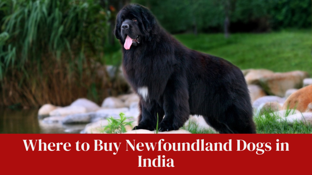 Where to Buy Newfoundland Dogs in India