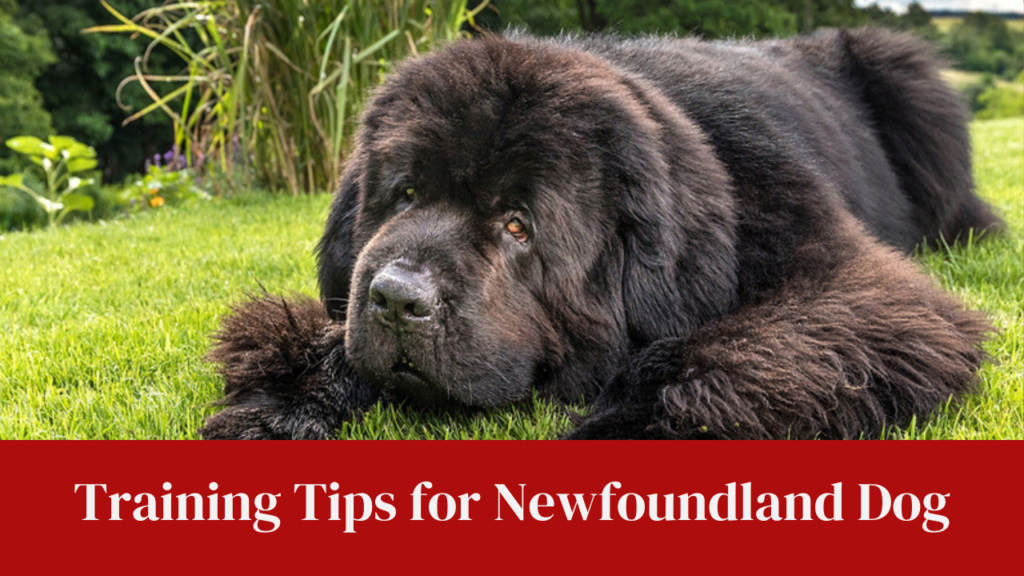 Training Tips for Newfoundland Dog