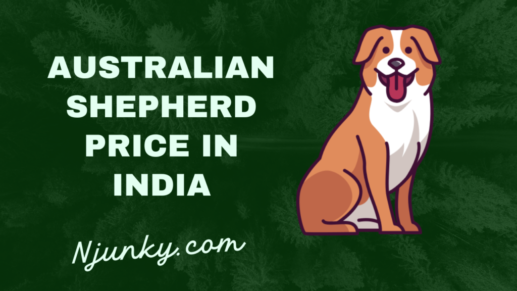 Australian Shepherd Price In India