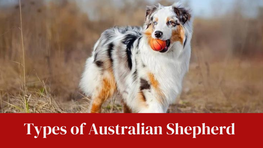Types of Australian Shepherd