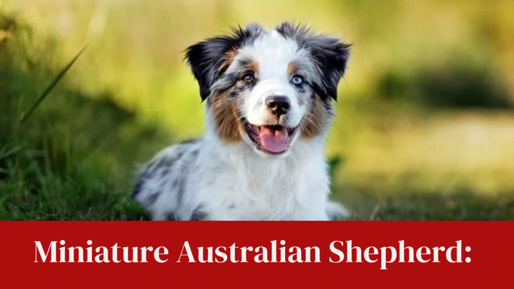 Miniature Australian Shepherd: