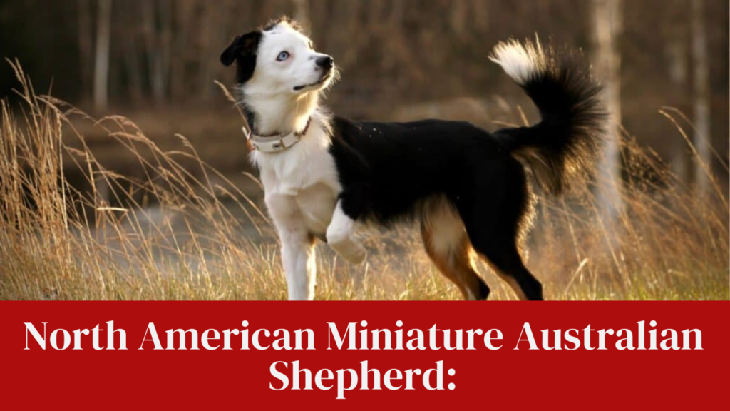 North American Miniature Australian Shepherd: