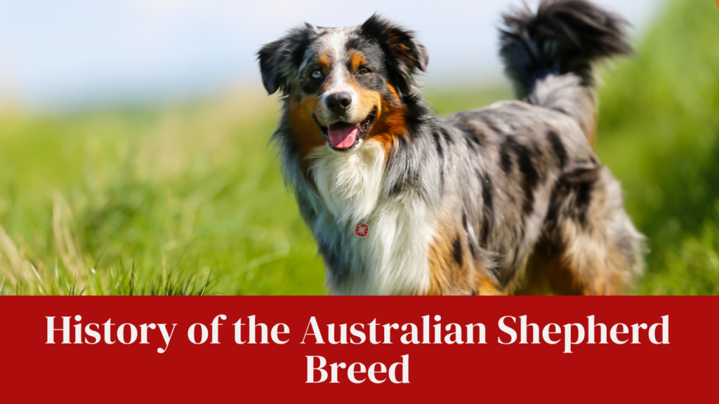 History of the Australian Shepherd Breed