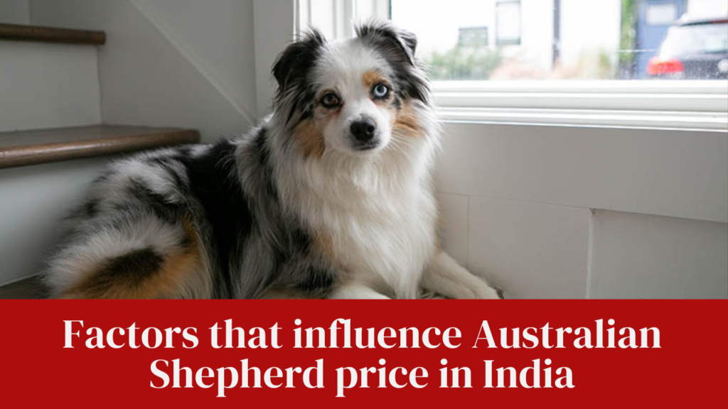 Factors that influence Australian Shepherd price in India