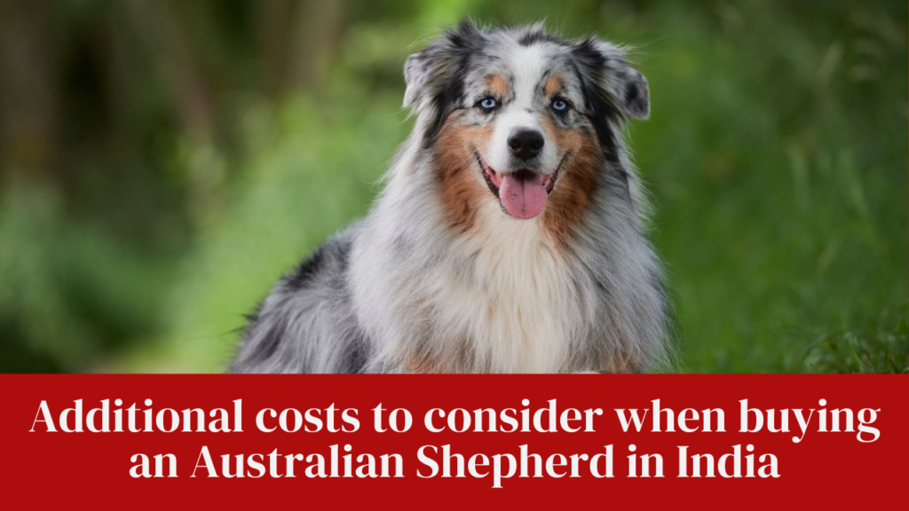 Additional costs to consider when buying an Australian Shepherd in India
