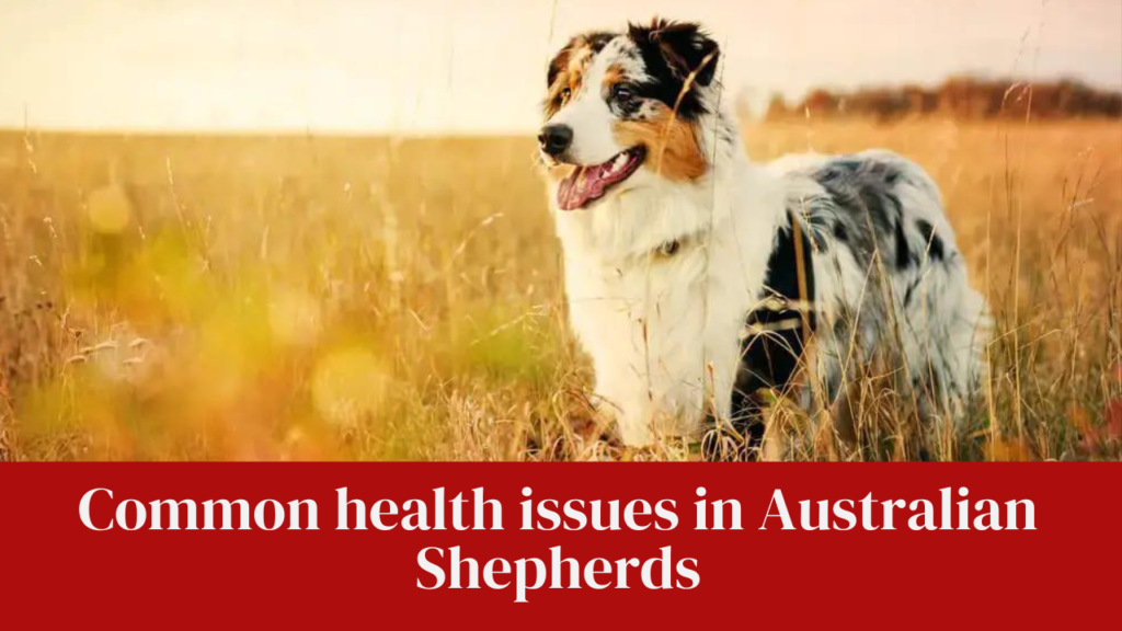 Common health issues in Australian Shepherds