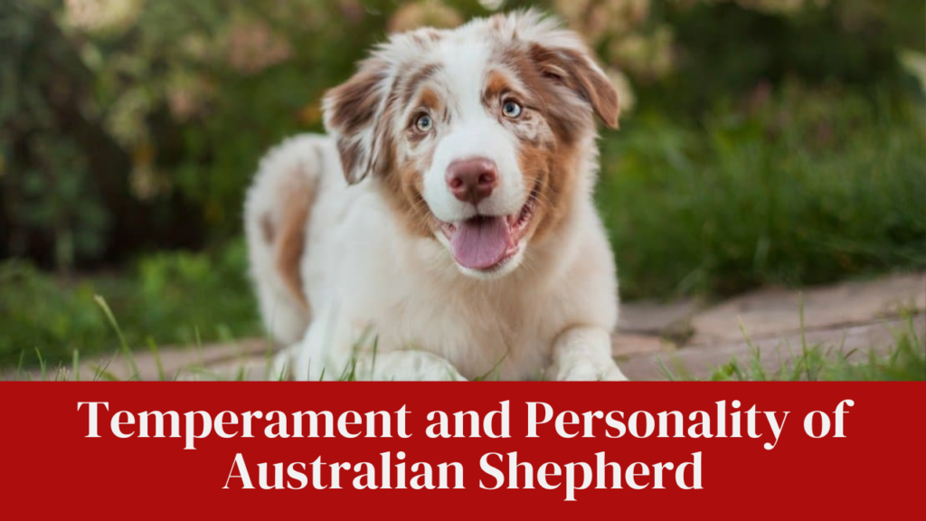 Temperament and Personality of Australian Shepherd
