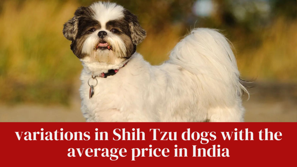 variations in Shih Tzu dogs with the average price in India