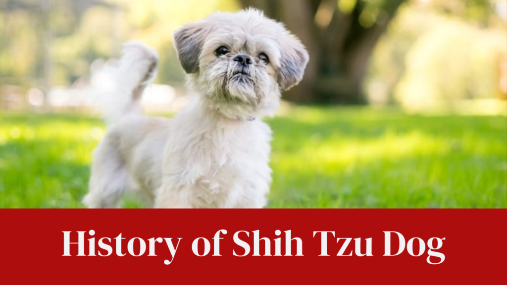 History of Shih Tzu Dog