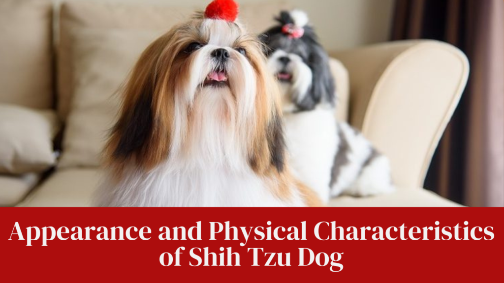 Appearance and Physical Characteristics of Shih Tzu Dog