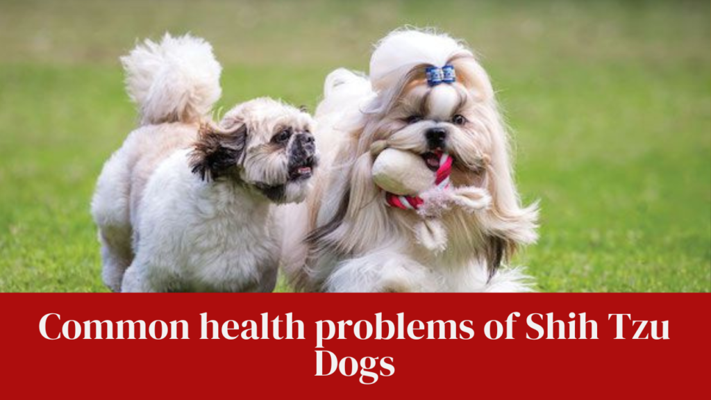 Common health problems of Shih Tzu Dogs