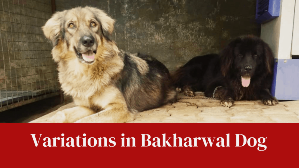 Variations in Bakharwal Dog