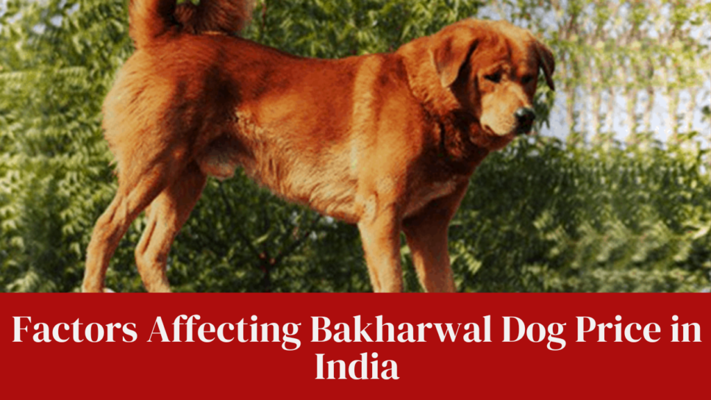 Factors Affecting Bakharwal Dog Price in India