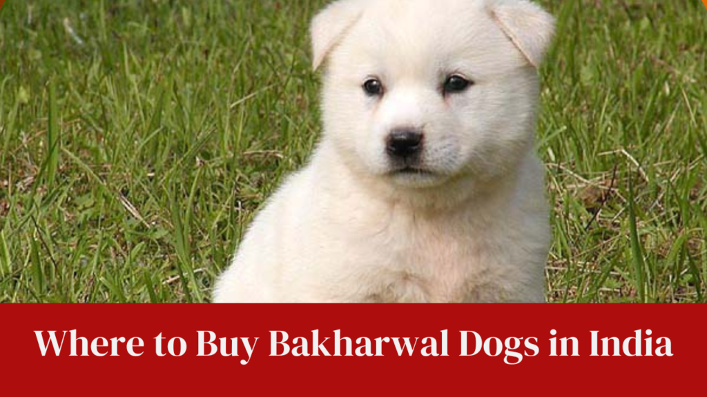 Where to Buy Bakharwal Dogs in India