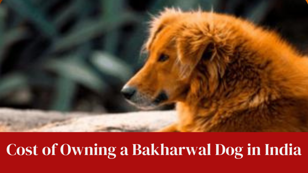 Cost of Owning a Bakharwal Dog in India