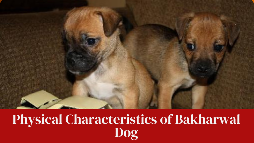 Physical Characteristics of Bakharwal Dog