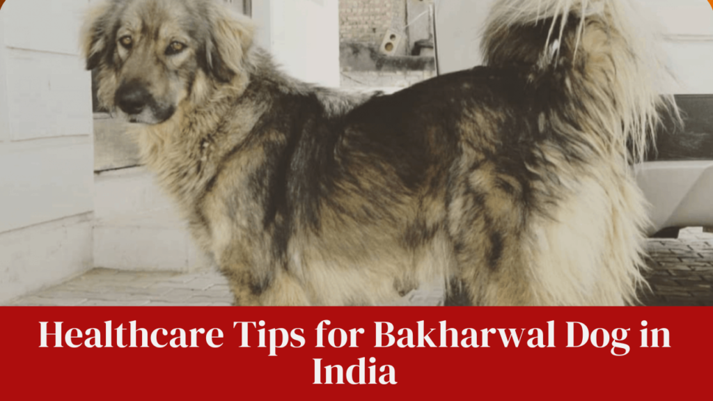 Healthcare Tips for Bakharwal Dog in India